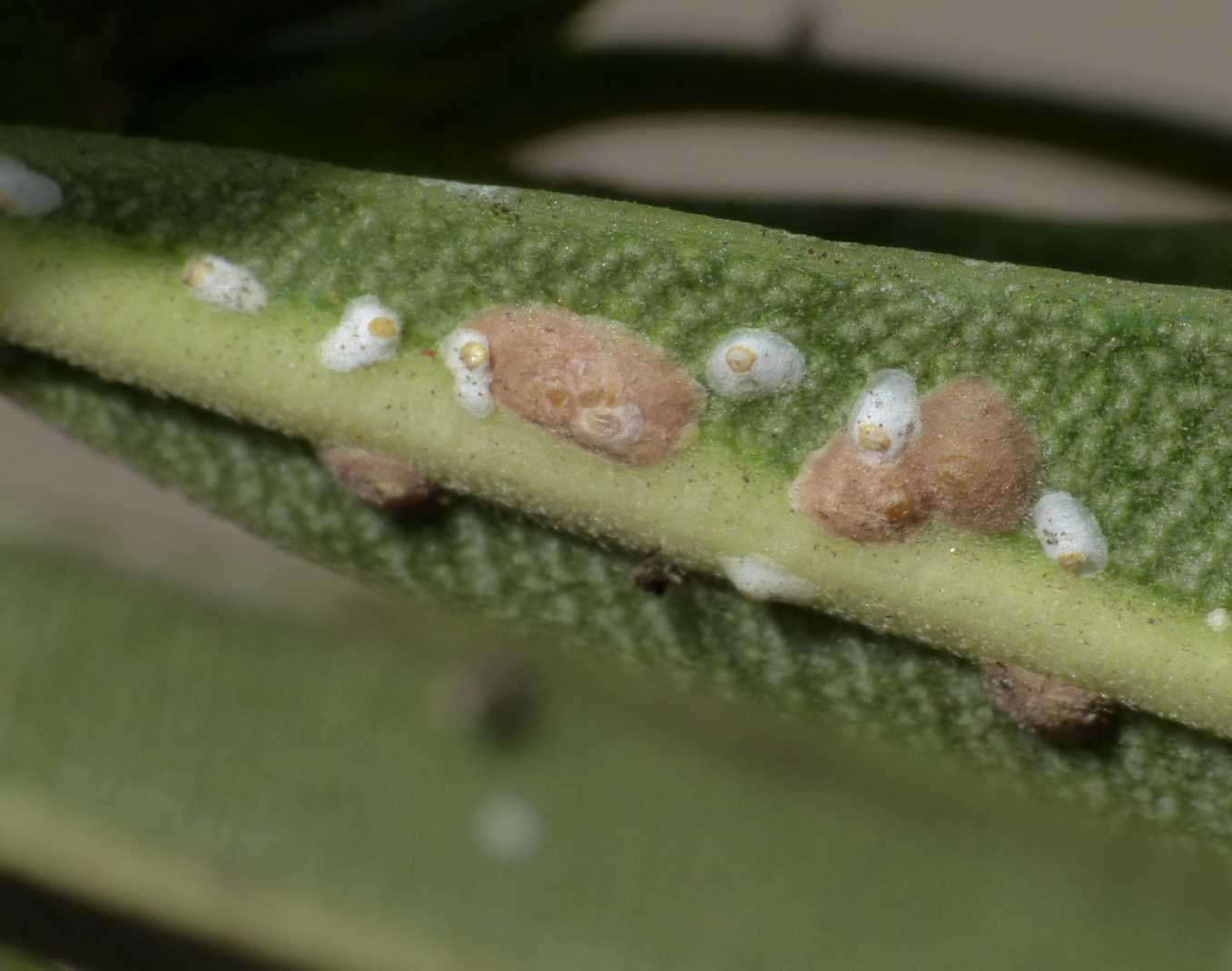 Larva di Syrphide che mangia afidi